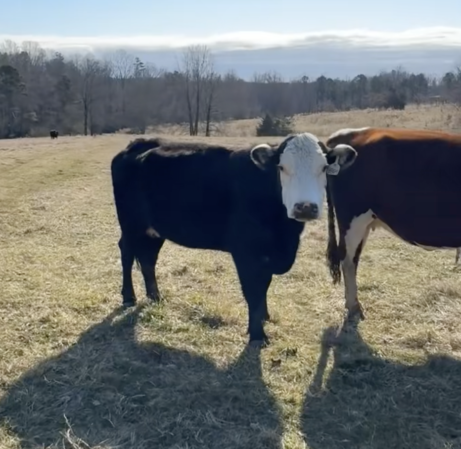 Screenshot 2026-02-11 at 7.34.38 PM.png