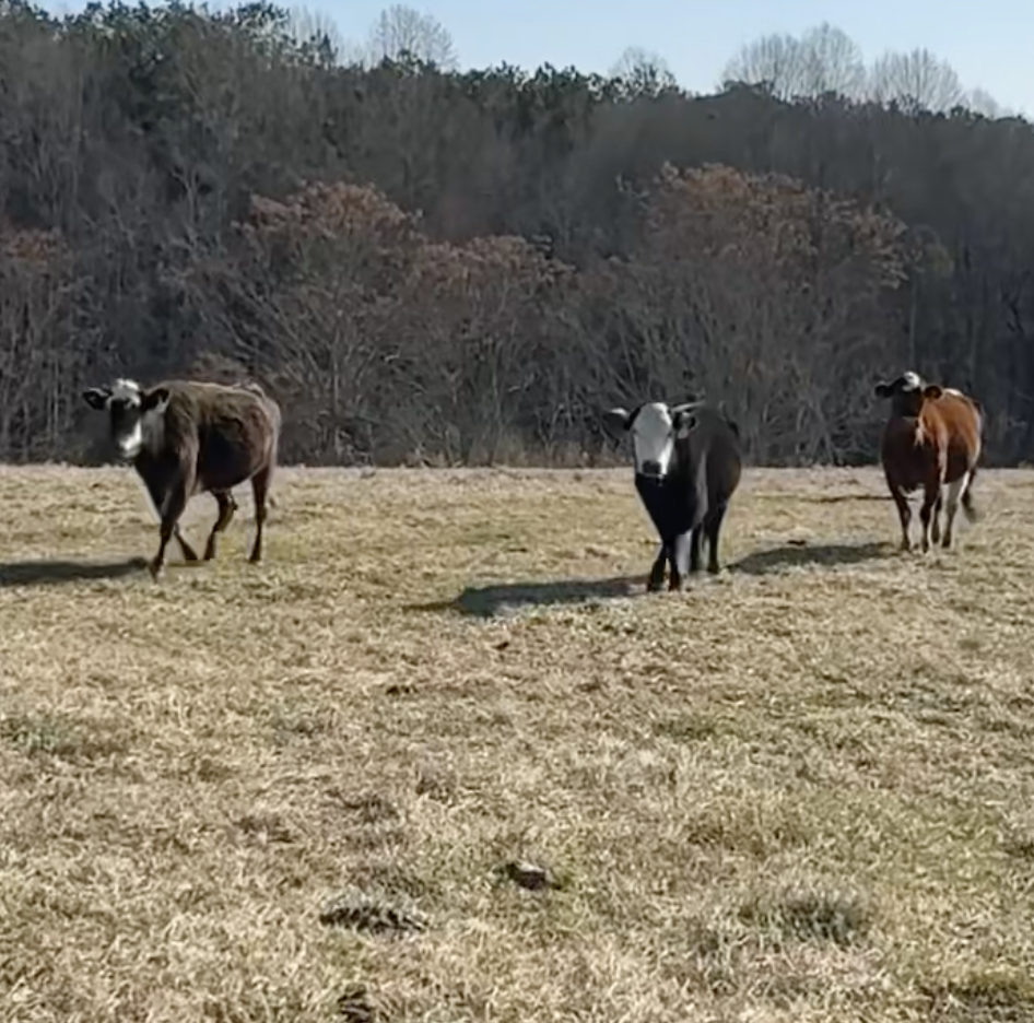 Screenshot 2026-02-11 at 7.26.09 PM.png