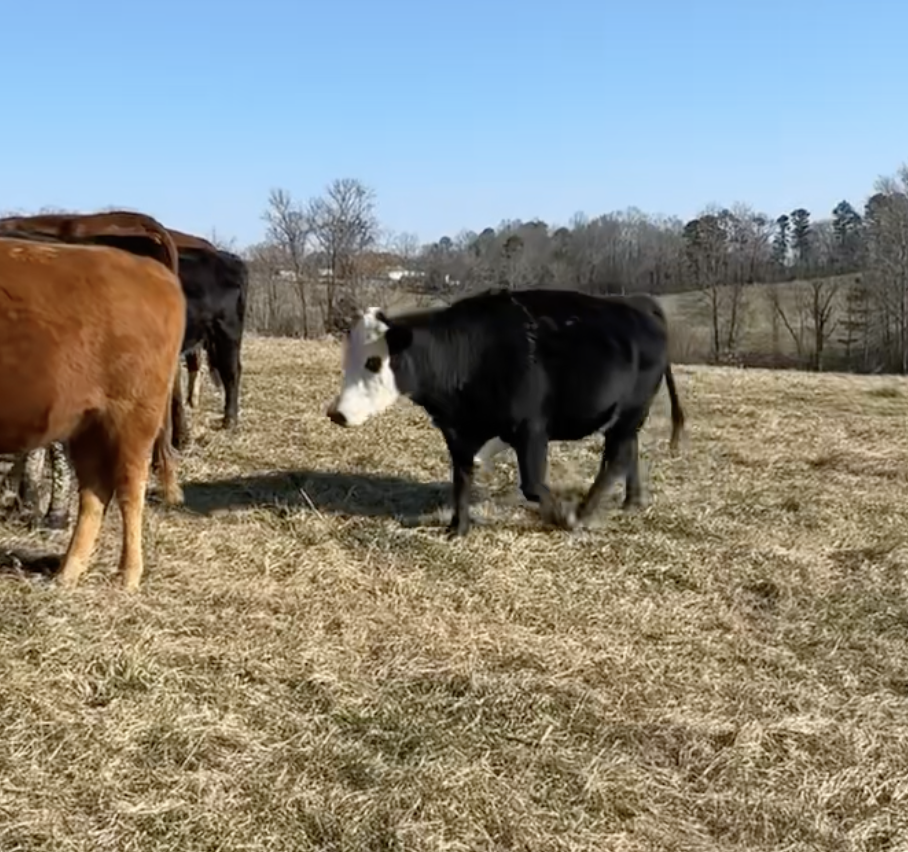 Screenshot 2026-02-11 at 7.36.44 PM.png