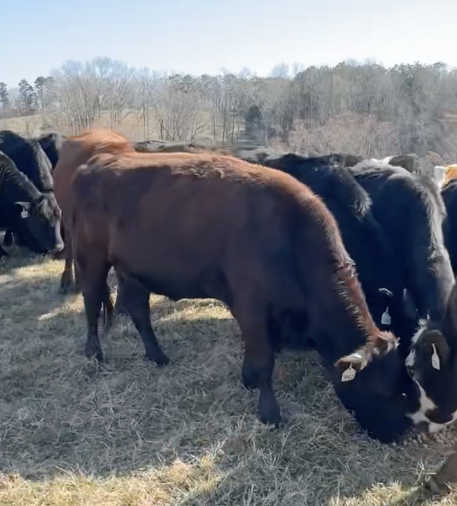 Screenshot 2026-02-11 at 7.31.39 PM.png