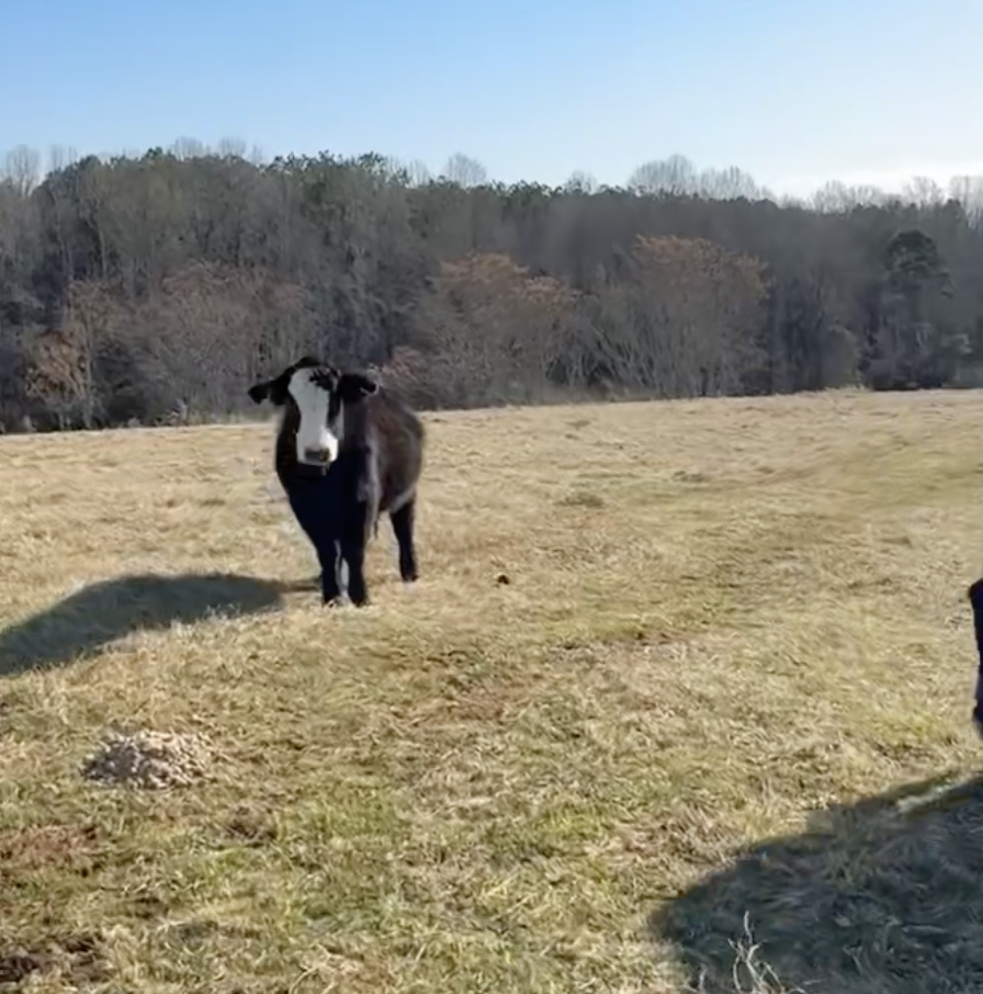 Screenshot 2026-02-11 at 7.35.04 PM.png