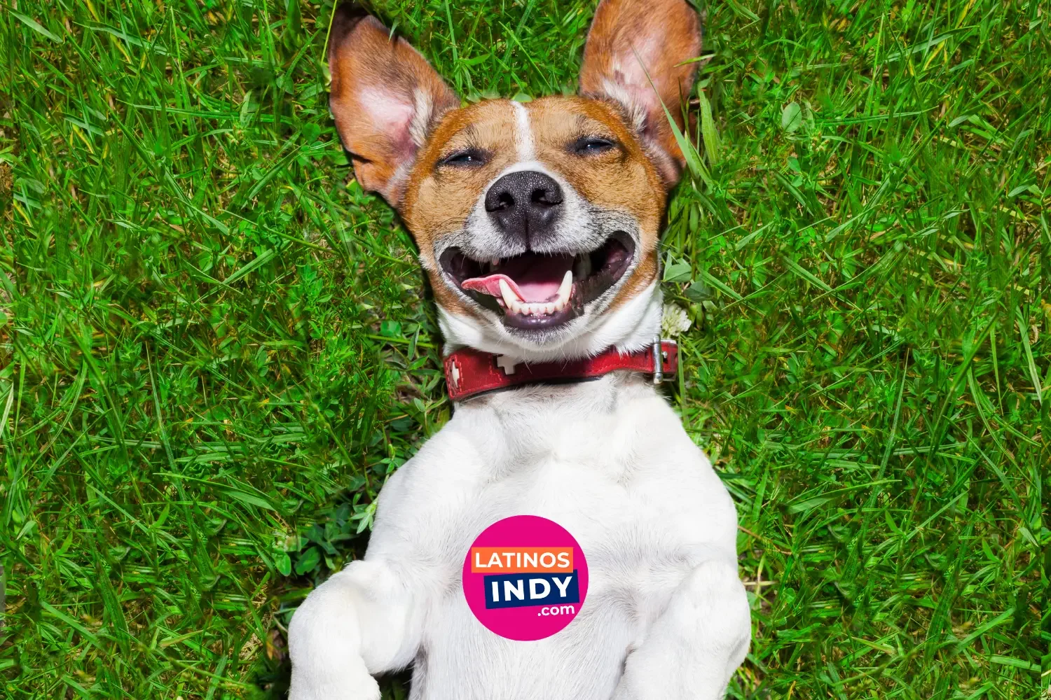 Guía Dog-Friendly de Indianapolis — Parques, Trails, Bares y Tiendas · Dog-Friendly Guide