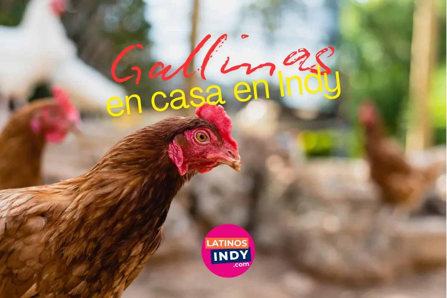 Gallinas en Casa en Indianapolis - Lo que Necesitas Saber Antes de Empezar