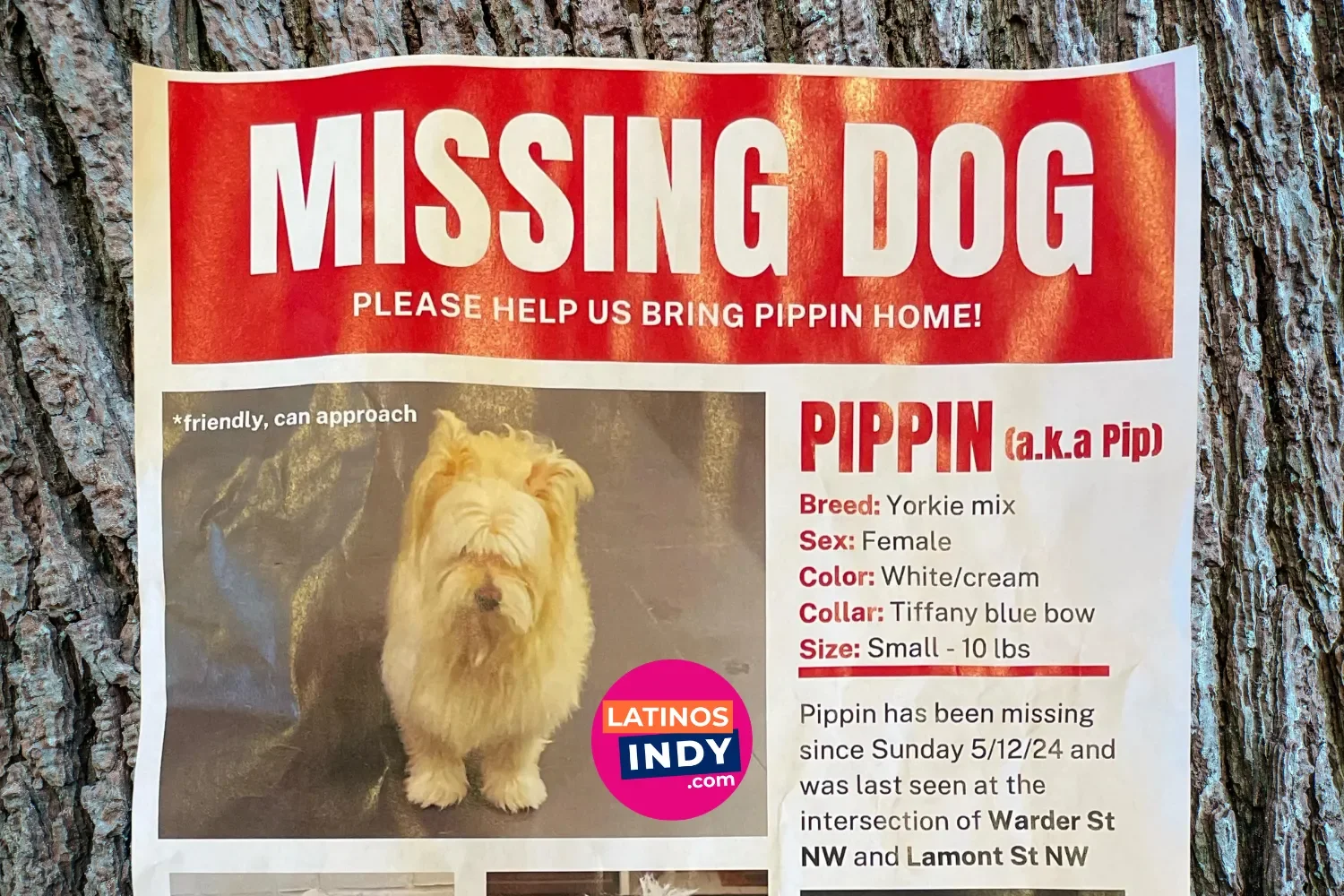 Qué Hacer Si Tu Mascota Se Pierde en Indianapolis — Guía de Acción Rápida