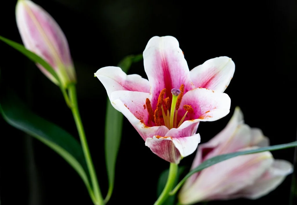 Divine Remembrance.jpg