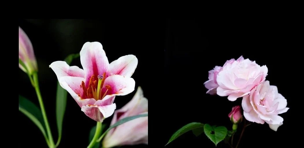 “Why Dark Floral Photography Feels So Luxurious”