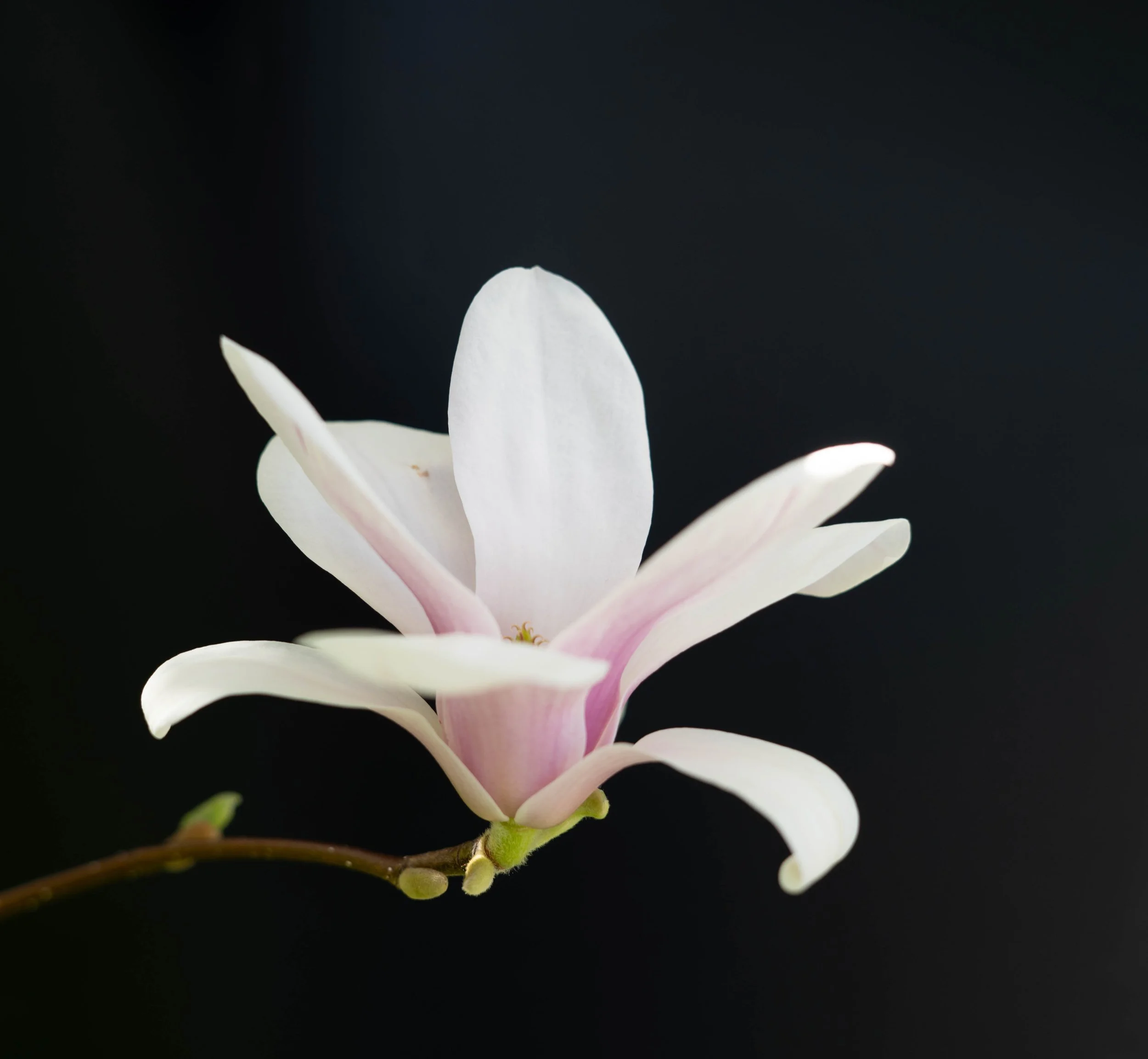 Floral Fine Art: Where Nature Becomes Luxury