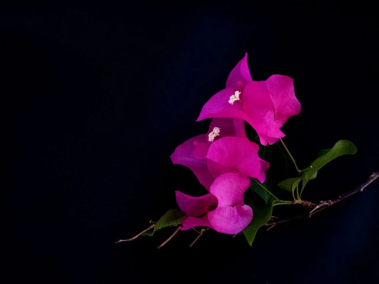 ✦ Dark Floral Photography: The Art of Depth, Contrast, and Presence