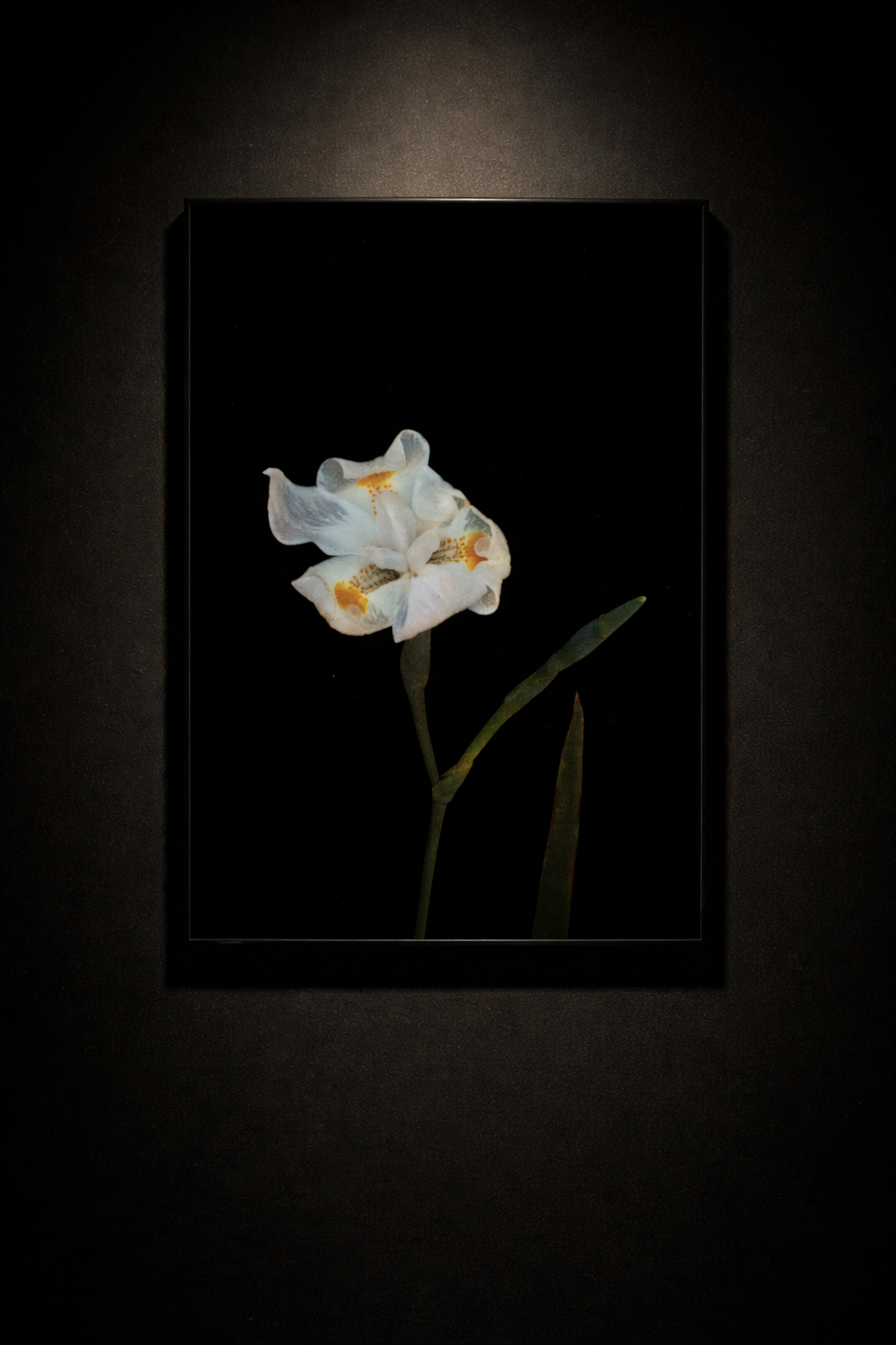 Fine Art Print ~ Melissa Kelly~.png