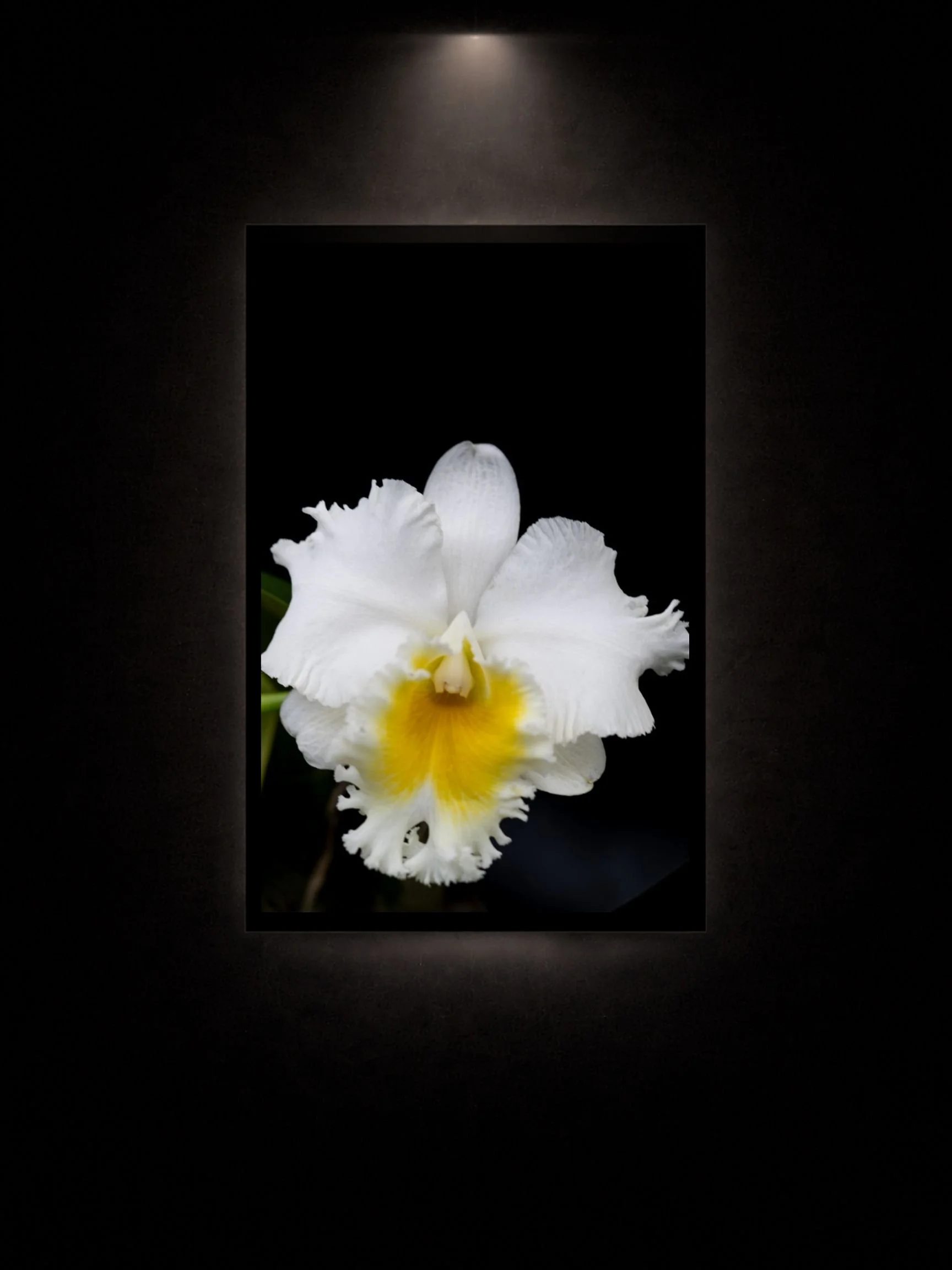 Elevated Elegance - Fine Art Print.jpg