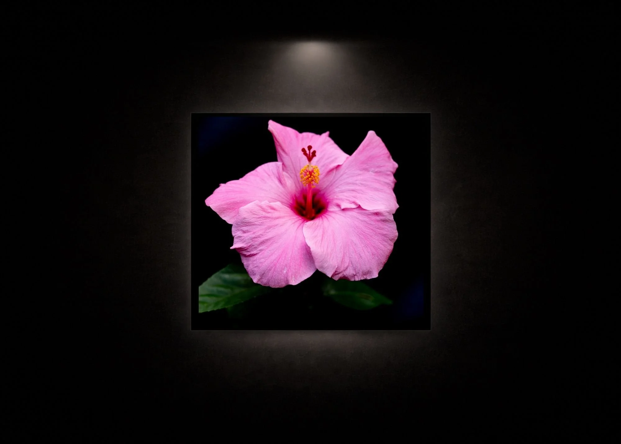 Hibiscus After Dark - Fine Art Print.jpg