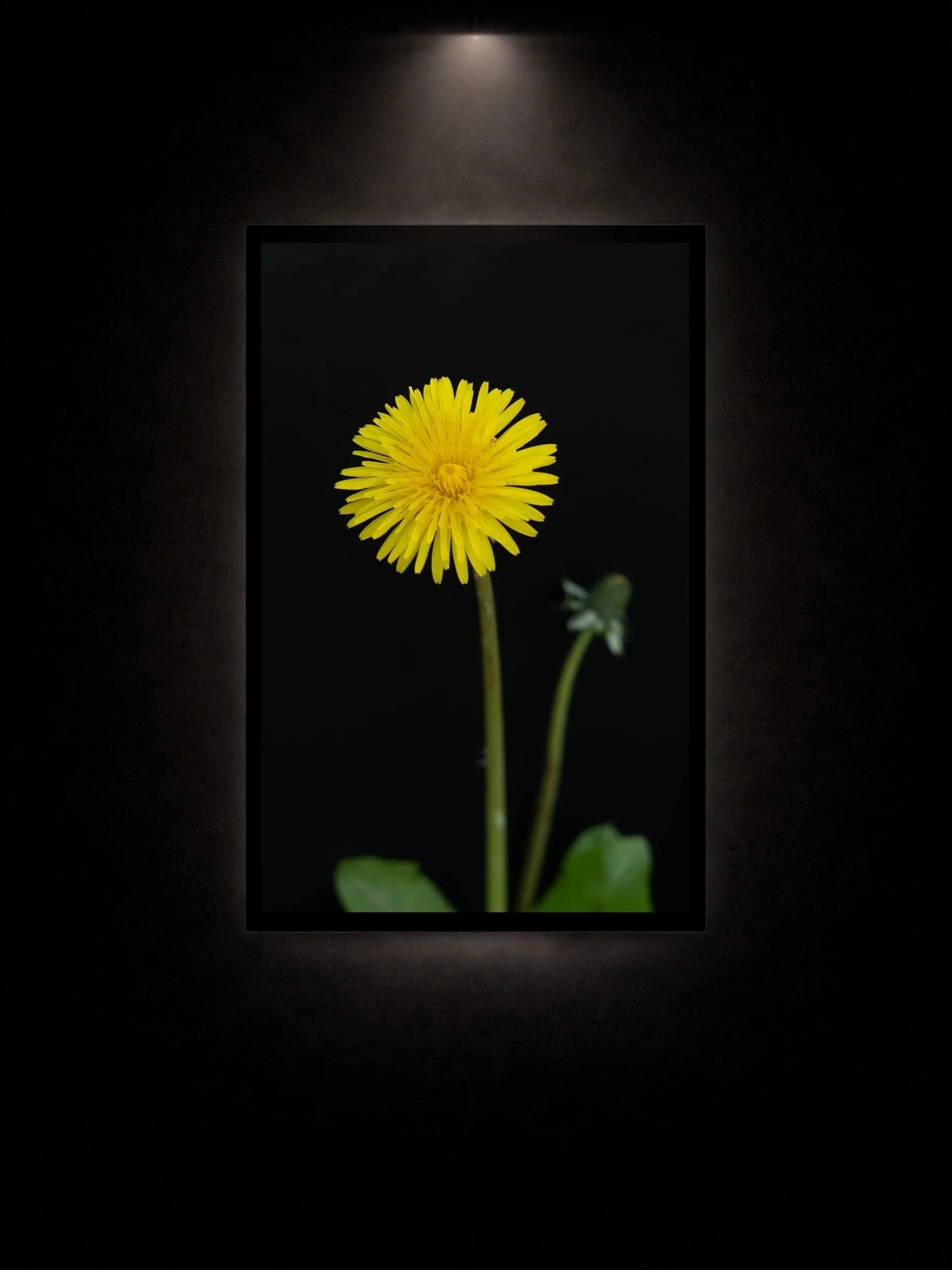 Dandelion fine art floral print on black background with floating seeds and soft light