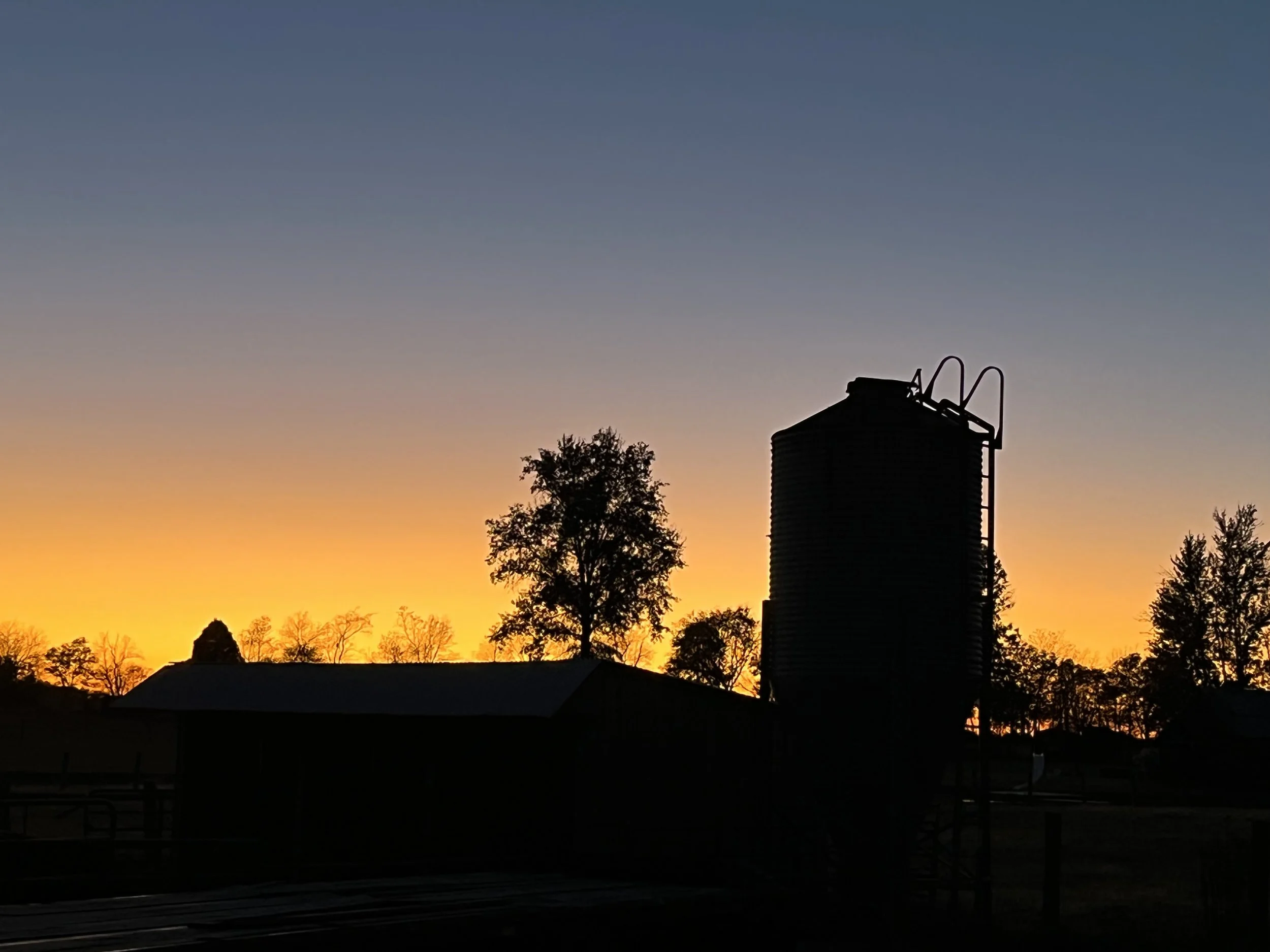 Morning Breeze Cattle Farms photo 7