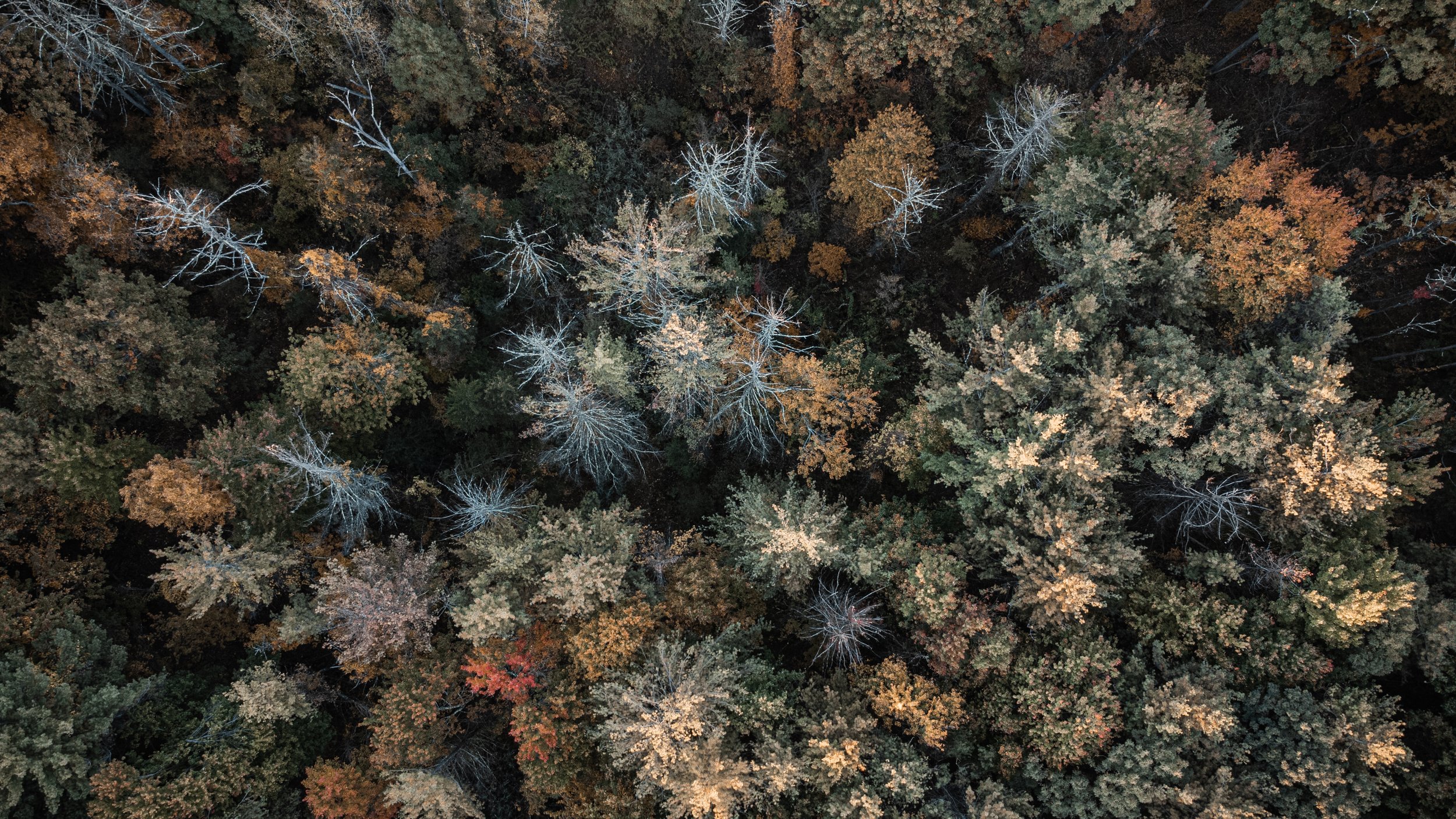Drone Spring Foliage