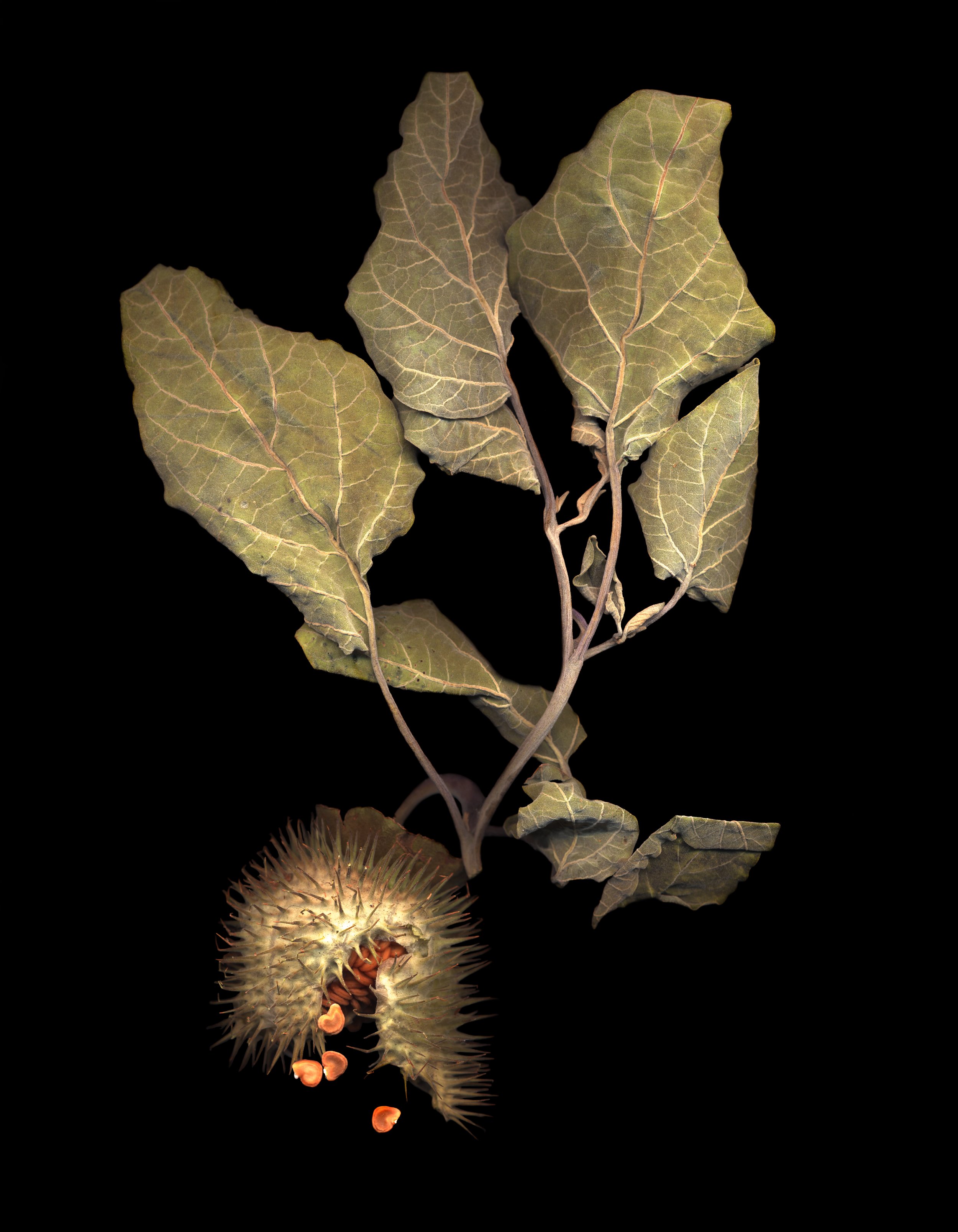 Datura 1, archival pigment print