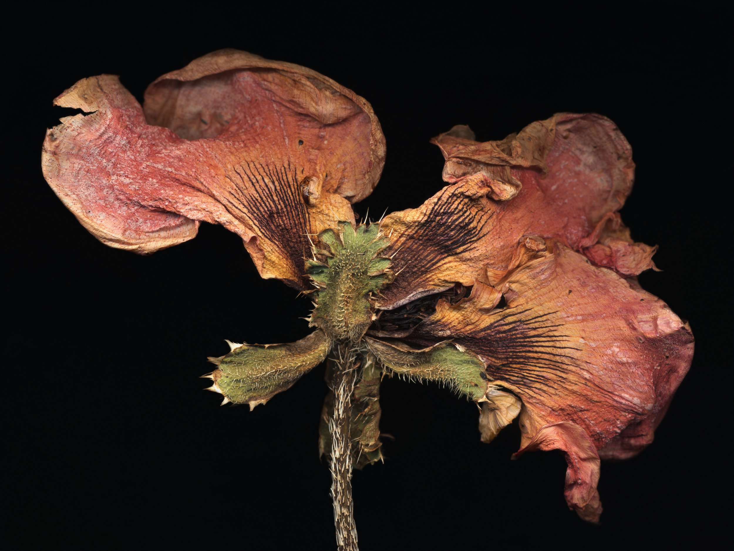 Red Poppy, archival pigment print