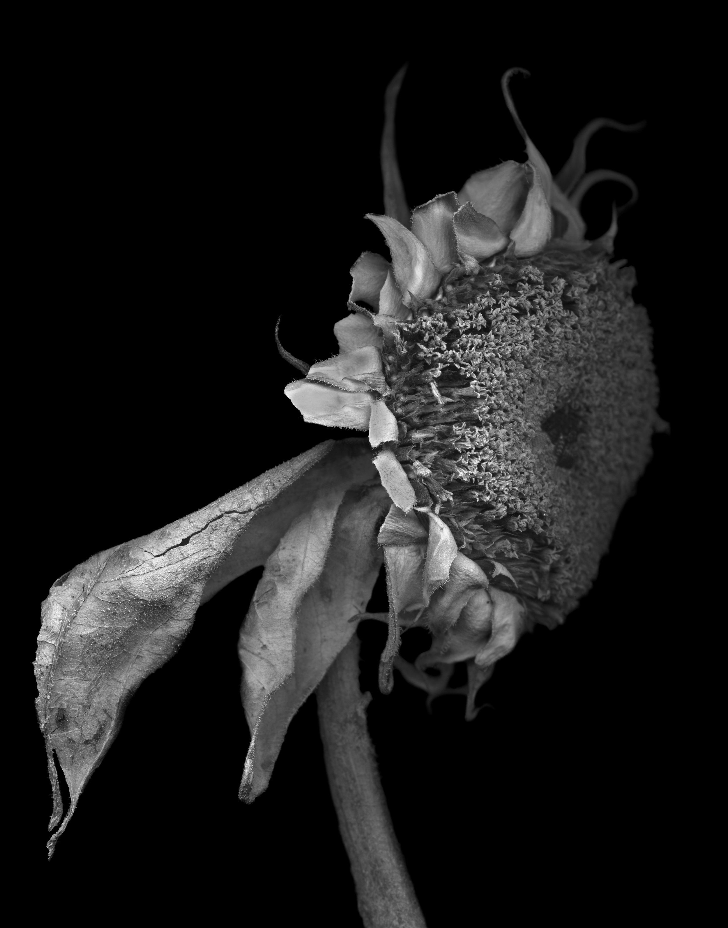 Classic Sunflower Black and White, archival pigment print