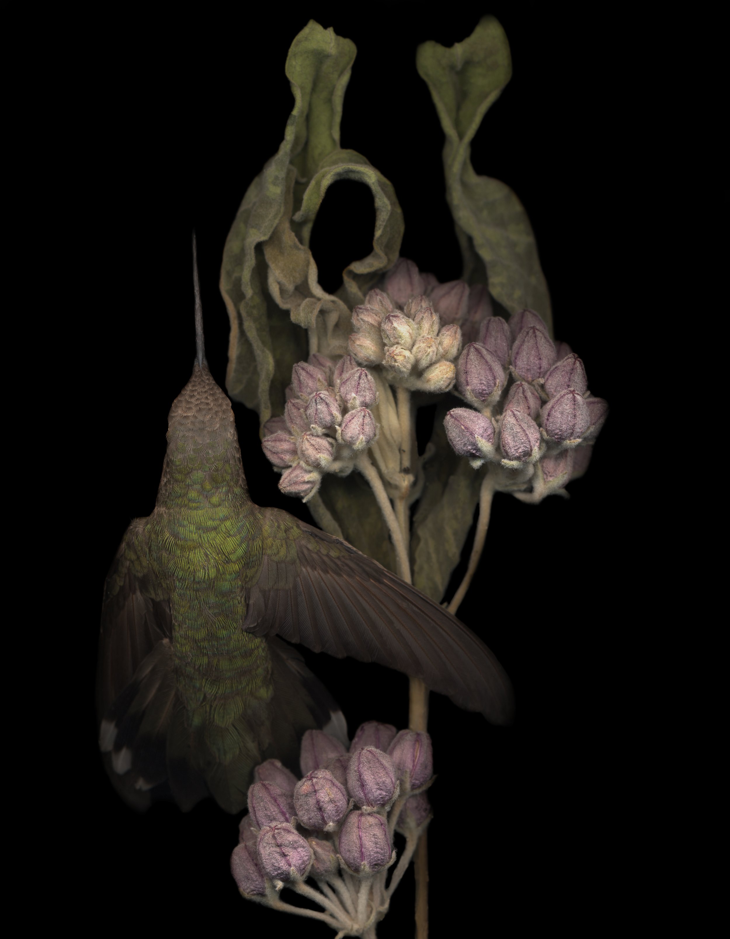 Protector of Mullein, archival pigment print