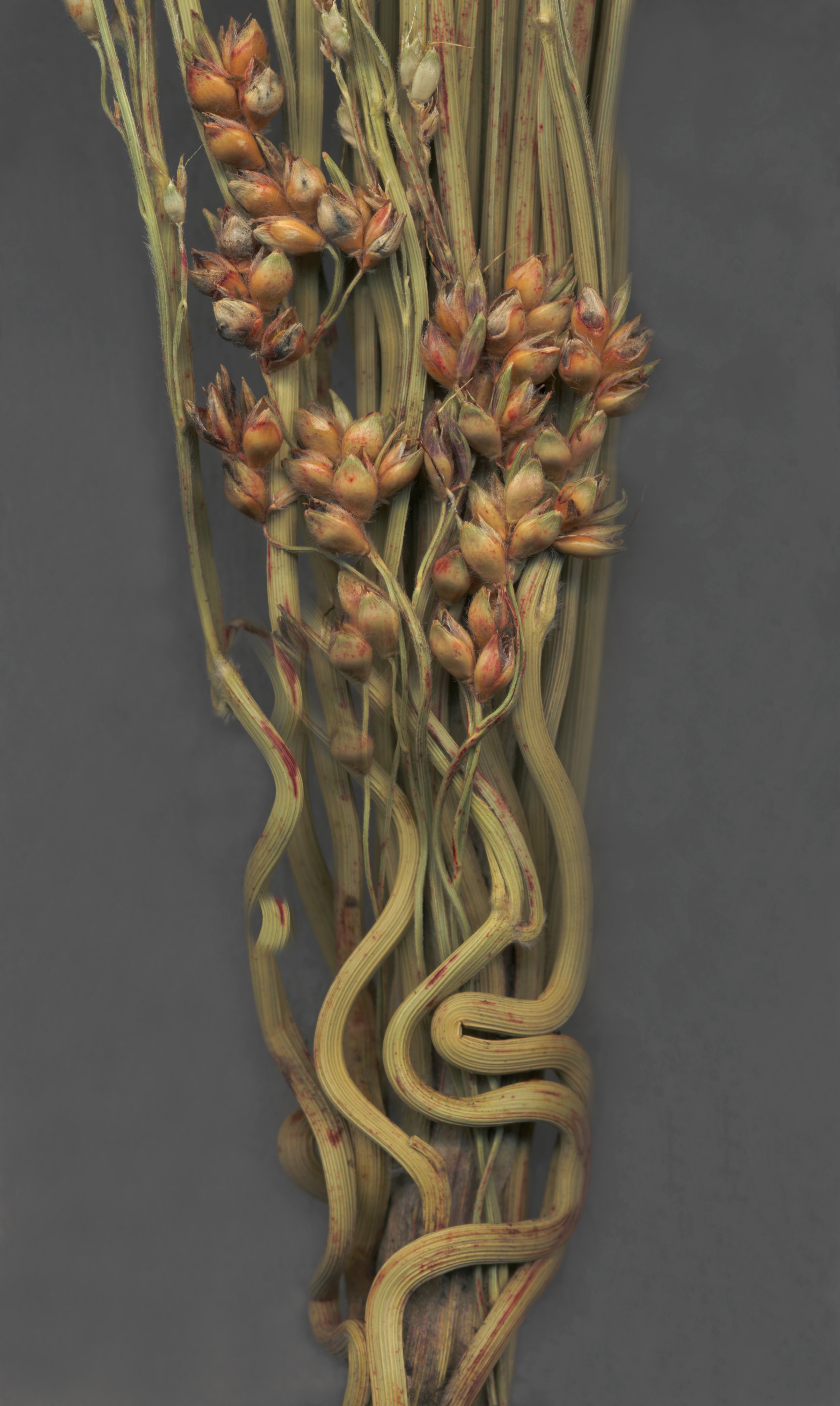 Curled Vines, archival pigment print