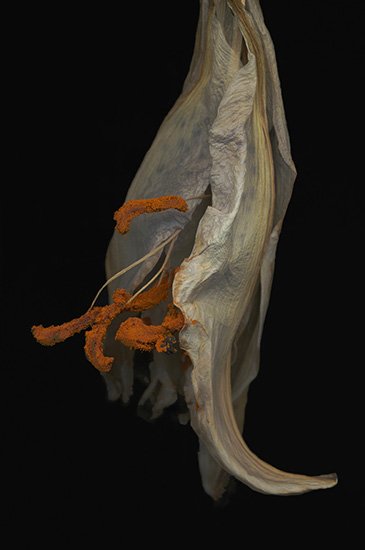 Star Gazing Lily, archival pigment print