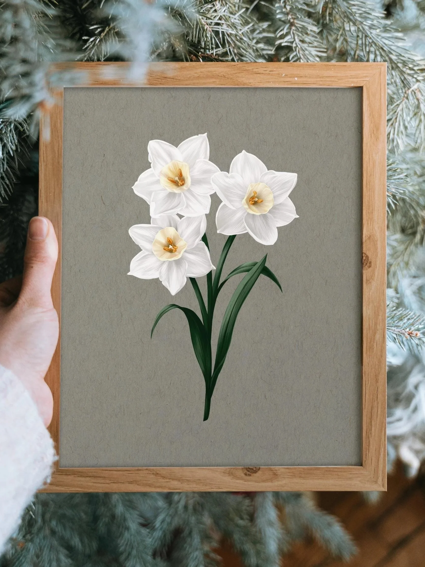 December Birth Flower Narcissus Art Print