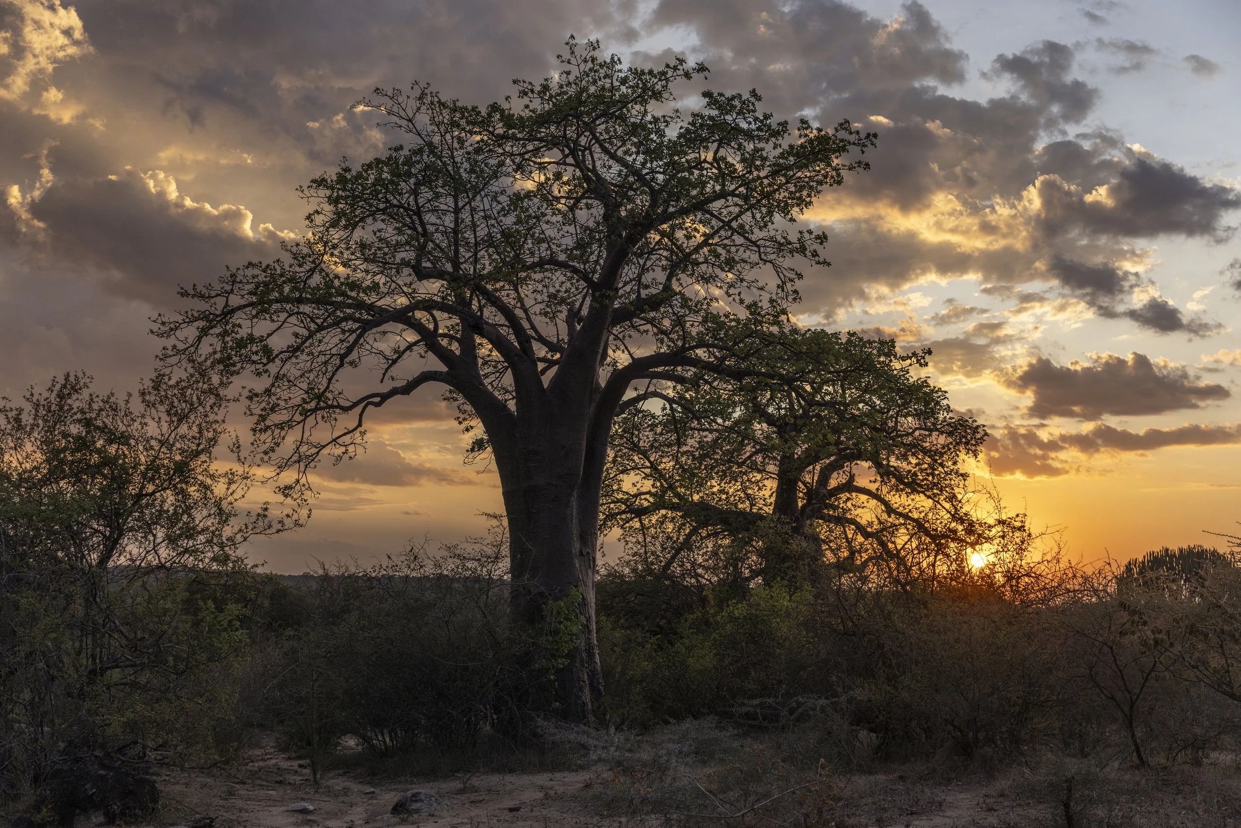 _P7A6846-Enhanced-NR_Hadzabe-JK-2024-Afrisos (1).jpg