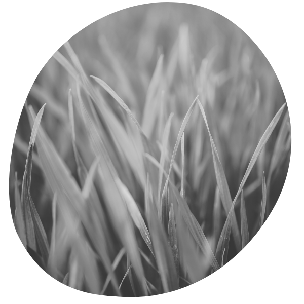 The Myth of the Greener Grass.
