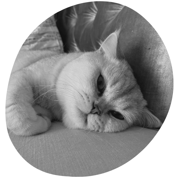 Tired cat