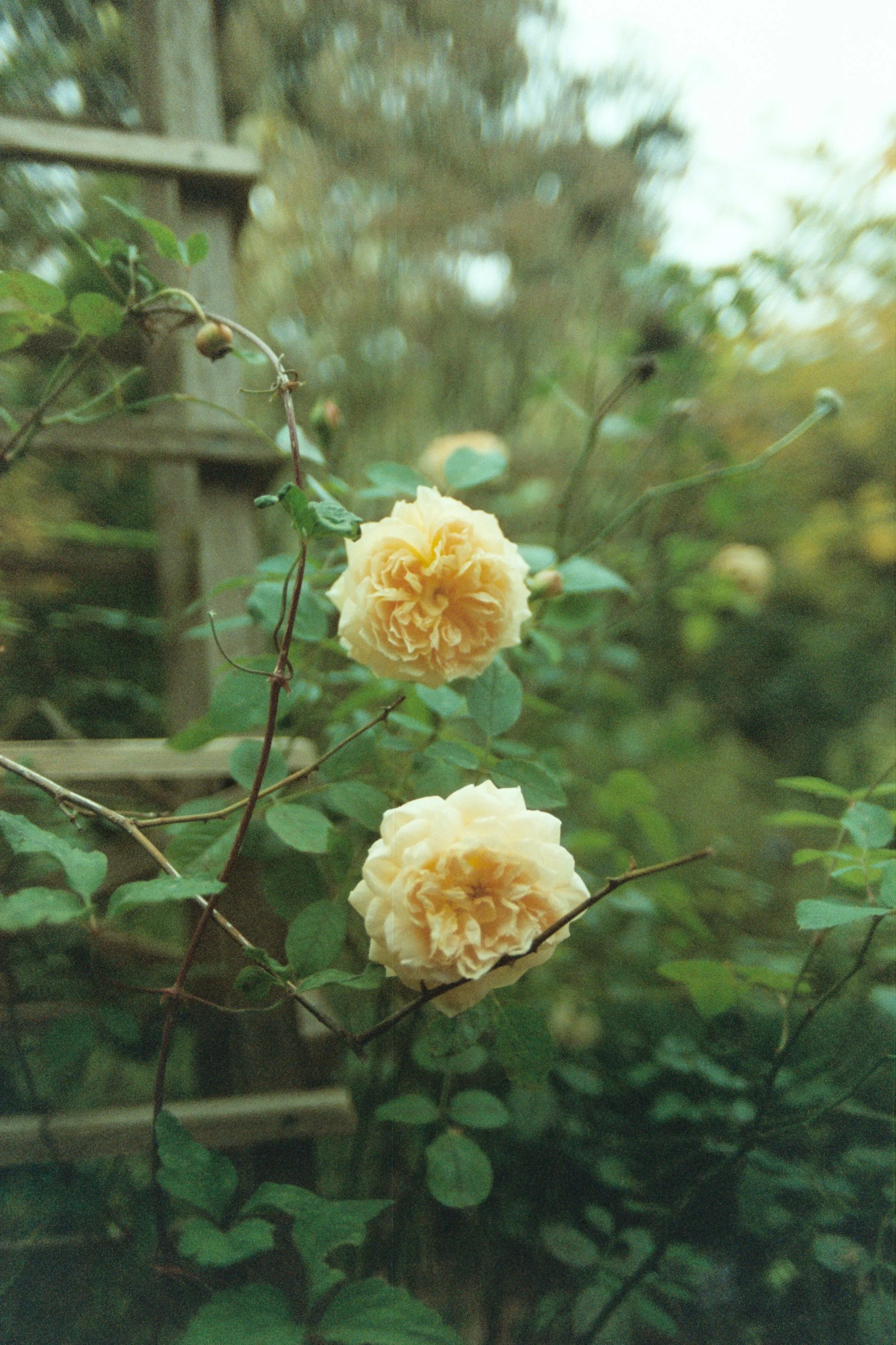 Two pale yellow roses on a vine in a garden with a wooden structure in the background.