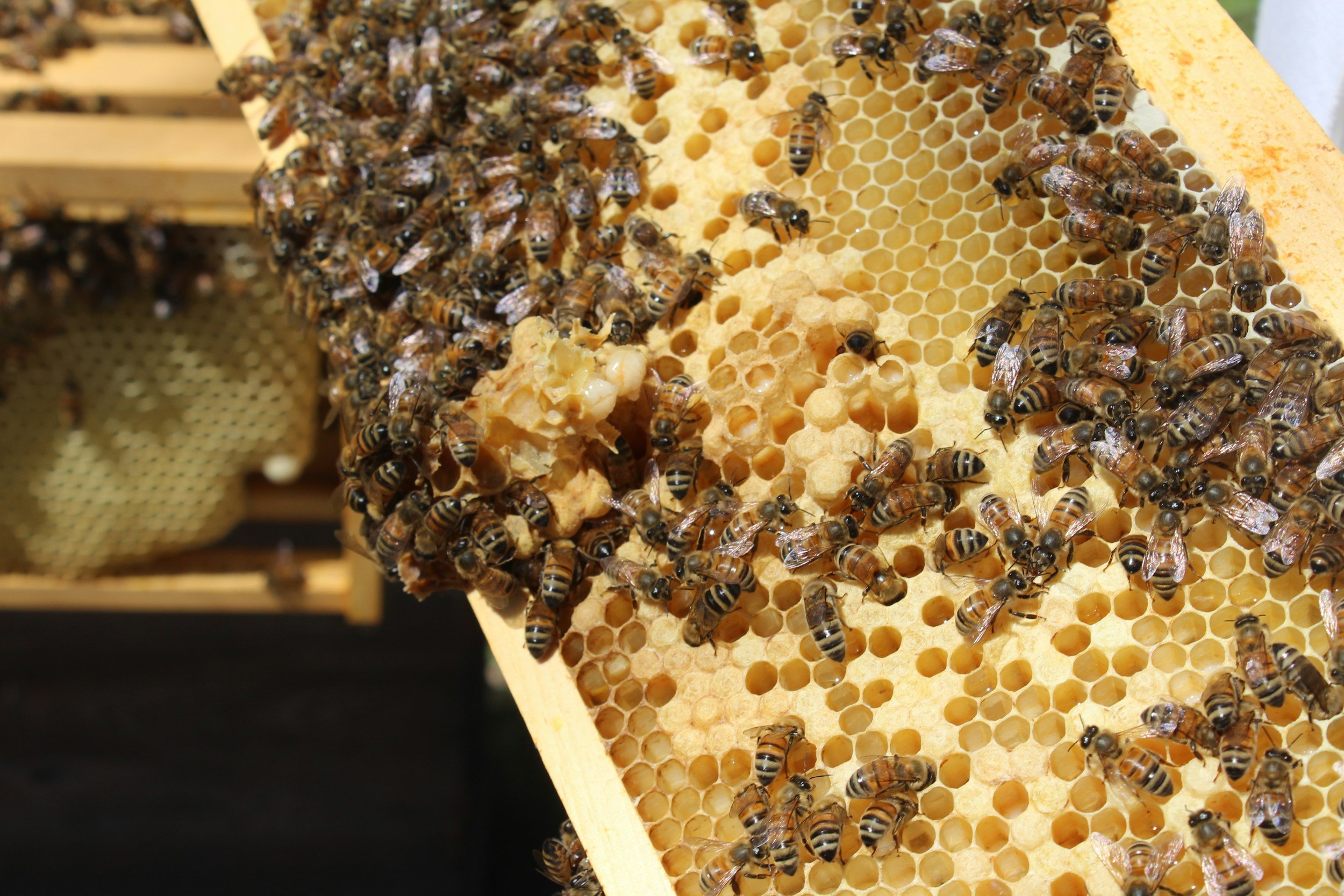 Honeycomb with bees clustered on and inside the honeycomb structure.
