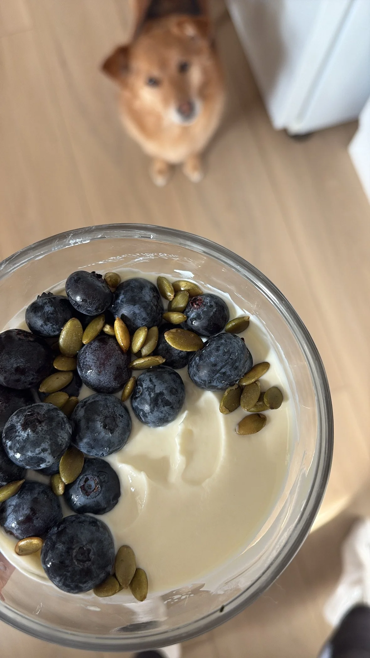 Close-up of a yogurt parfait topped with blueberries and pumpkin seeds, with a dog looking up in the background.