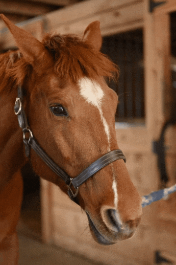 Close-up of a brown horse with a white blaze on its face, wearing a halter, in a stable.