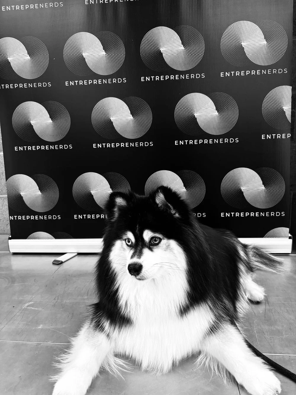 A dog with black and white fur lying on a floor in front of a backdrop with repeating circular logo patterns and the word 'ENTREPRENEURS'.
