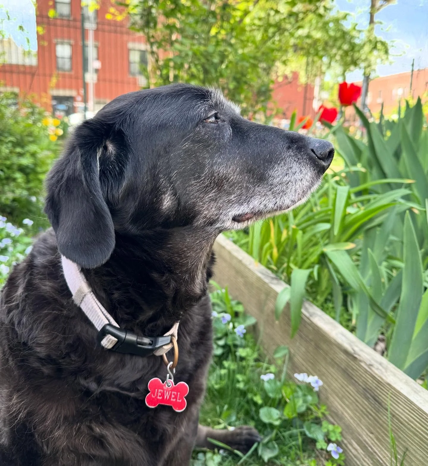 This one isn&rsquo;t easy. Today we said goodbye to my best friend, Jewel. My heart is absolutely shattered, but I feel so blessed to have had 13 incredible years with you. Thank you for teaching me how to love unconditionally, for the constant comfo