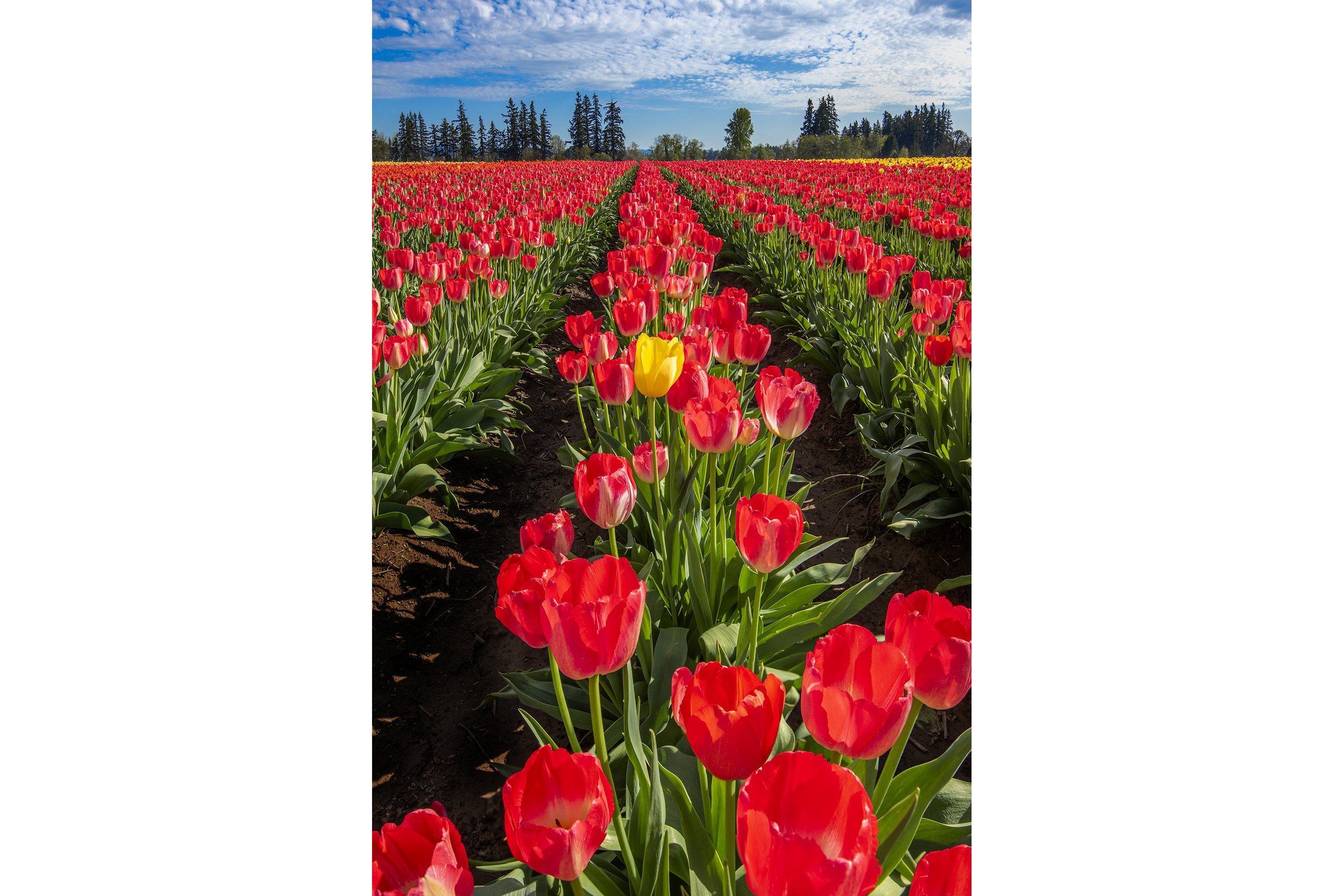 Yellow Tulip web 3to2 canvas store.jpg