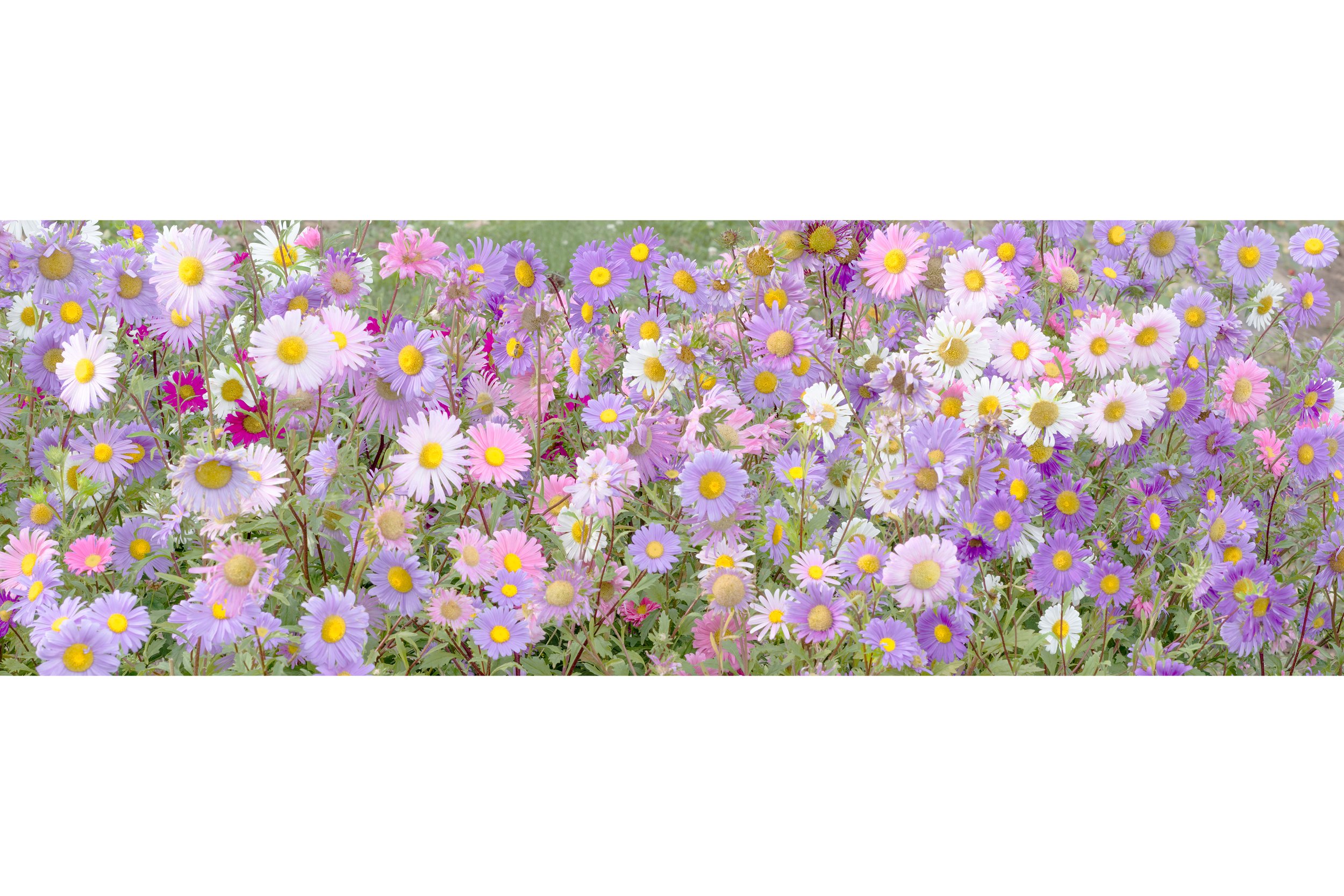 Flower 3 3840 3to2 canvas store.jpg