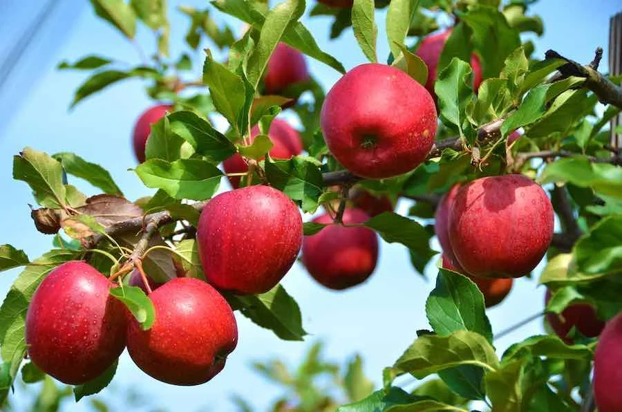 Snapdragon-Apples.jpg