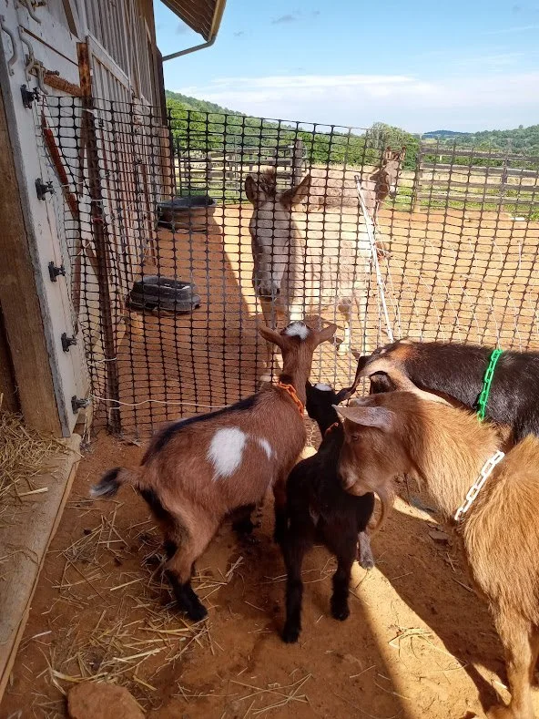 goats.jpg