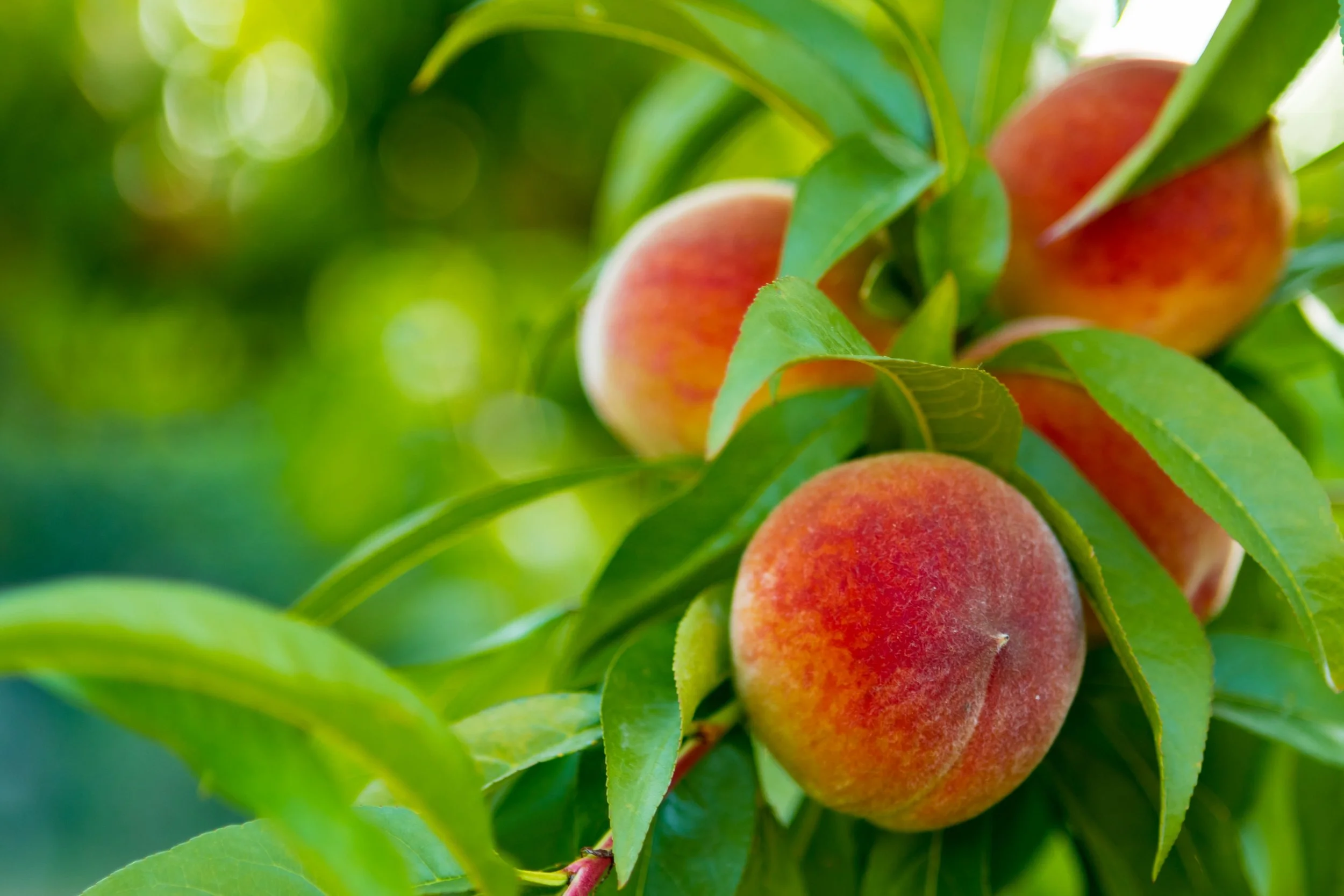 Peaches.jpg