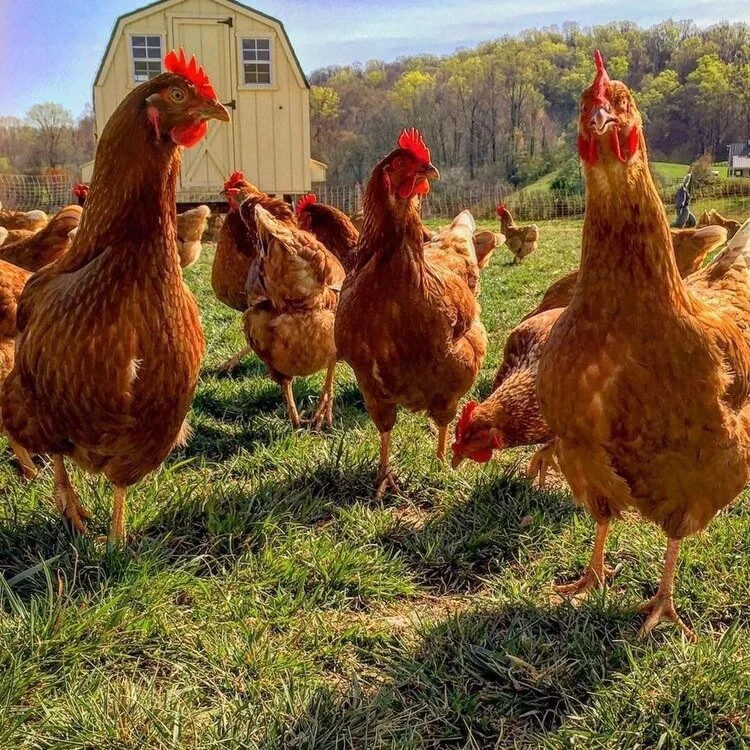 pockpapock.jpg