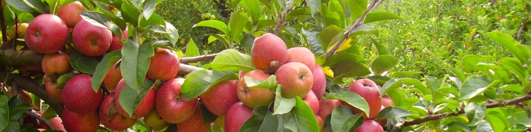 Agritourism_Banner.jpg
