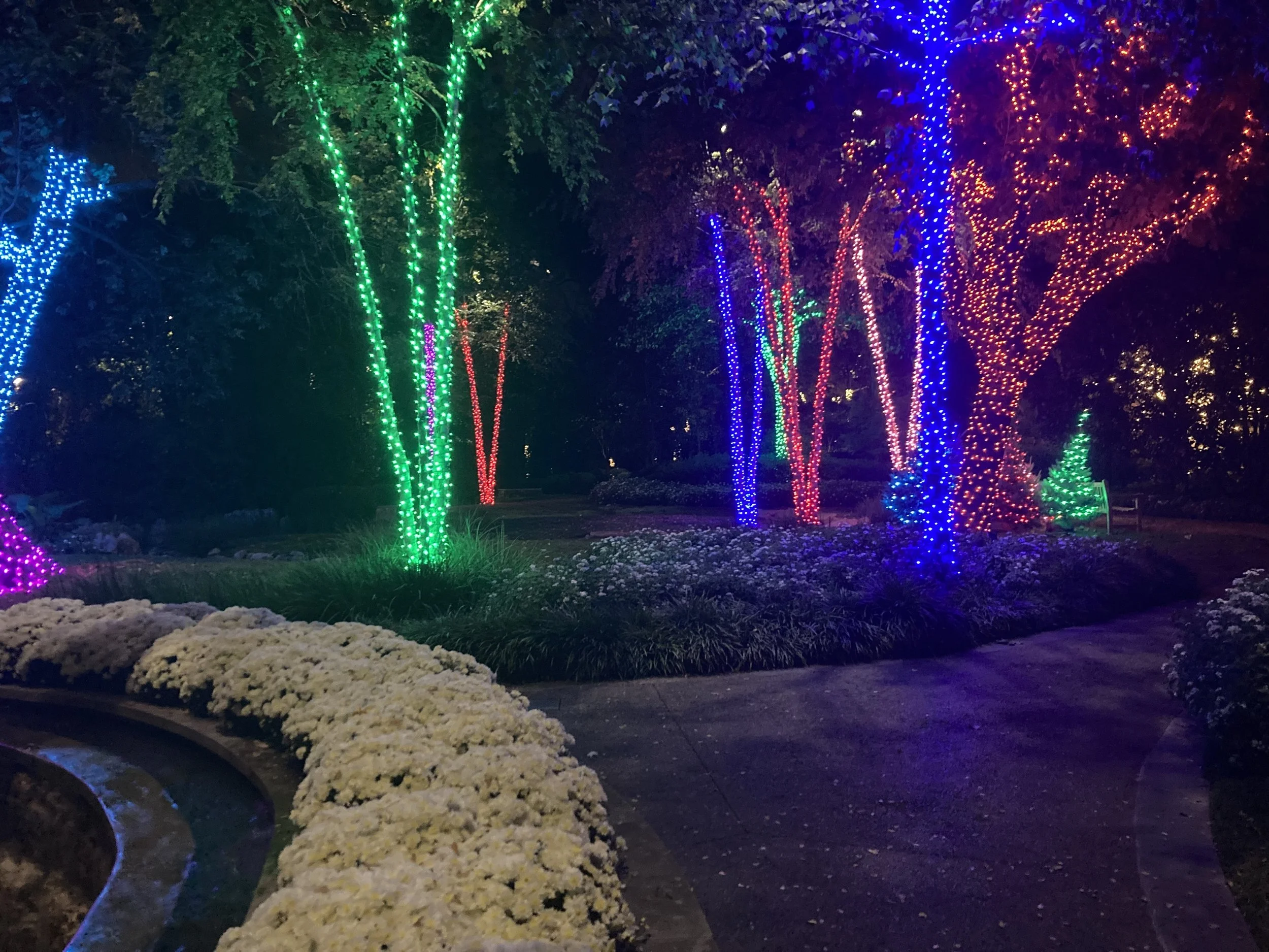Night scene of trees decorated with colorful Christmas lights, including blue, green, red, and purple, along a walkway lined with white flowers.