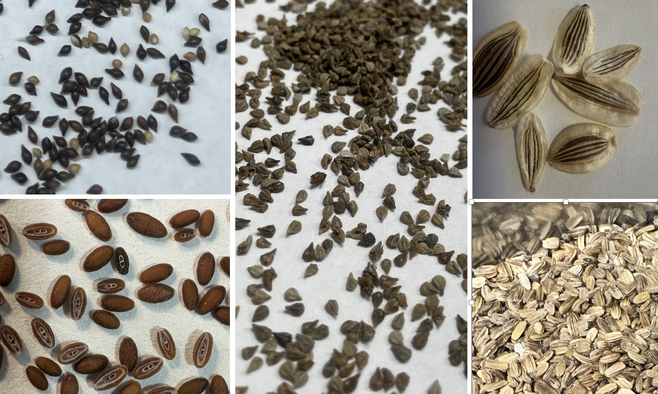 Why do we need native seed?