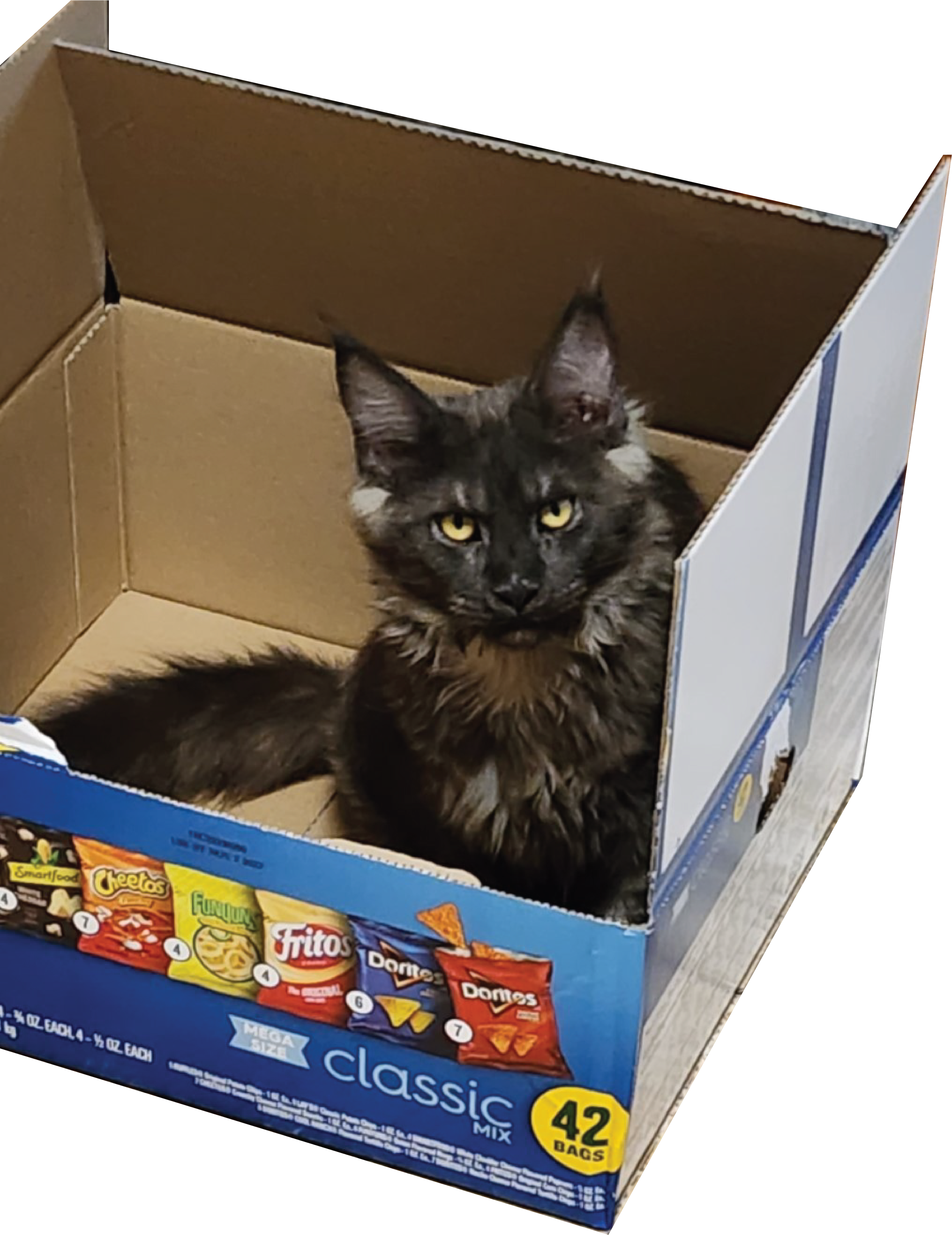 European Maine Coon Female in Chip Box.png