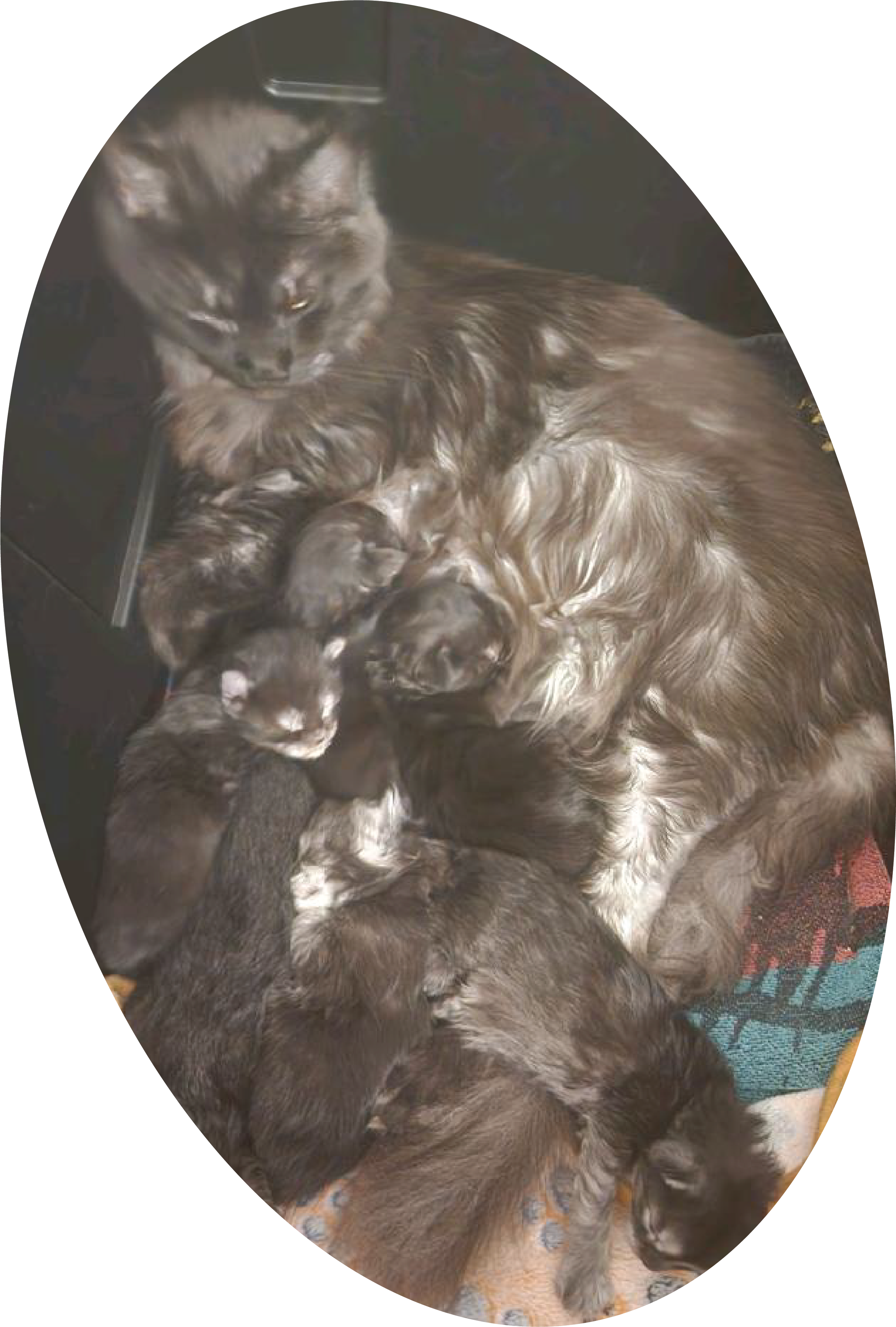 European Maine Coon Mother with Kittens.png