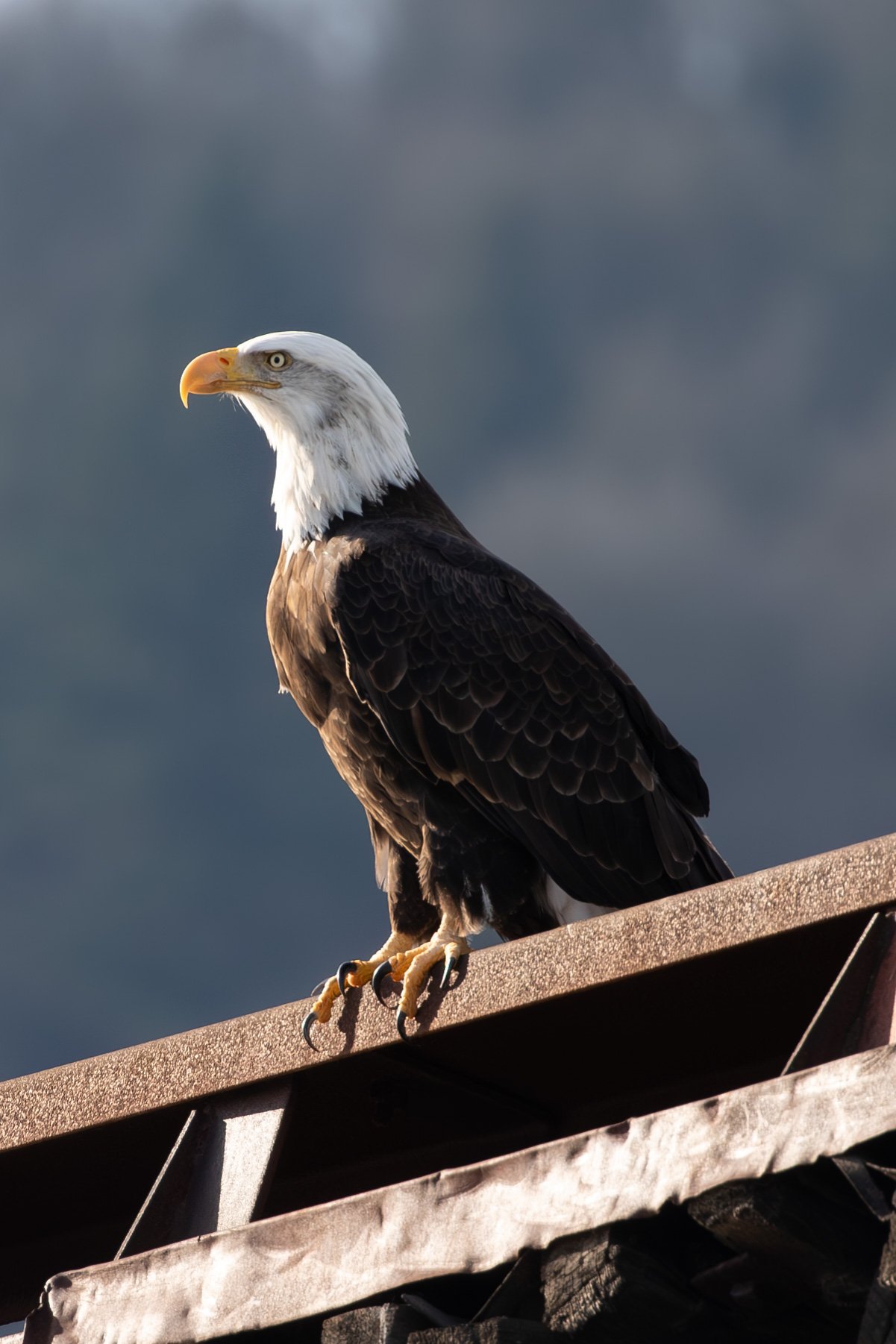 Eagle Canvas
