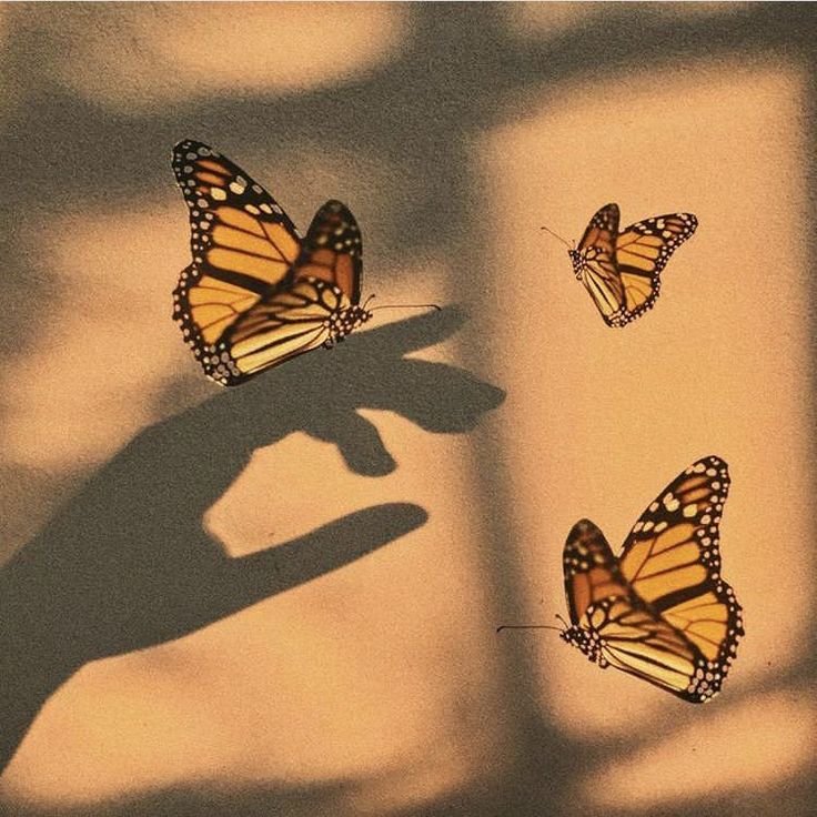 Butterfly aesthetic.jpeg