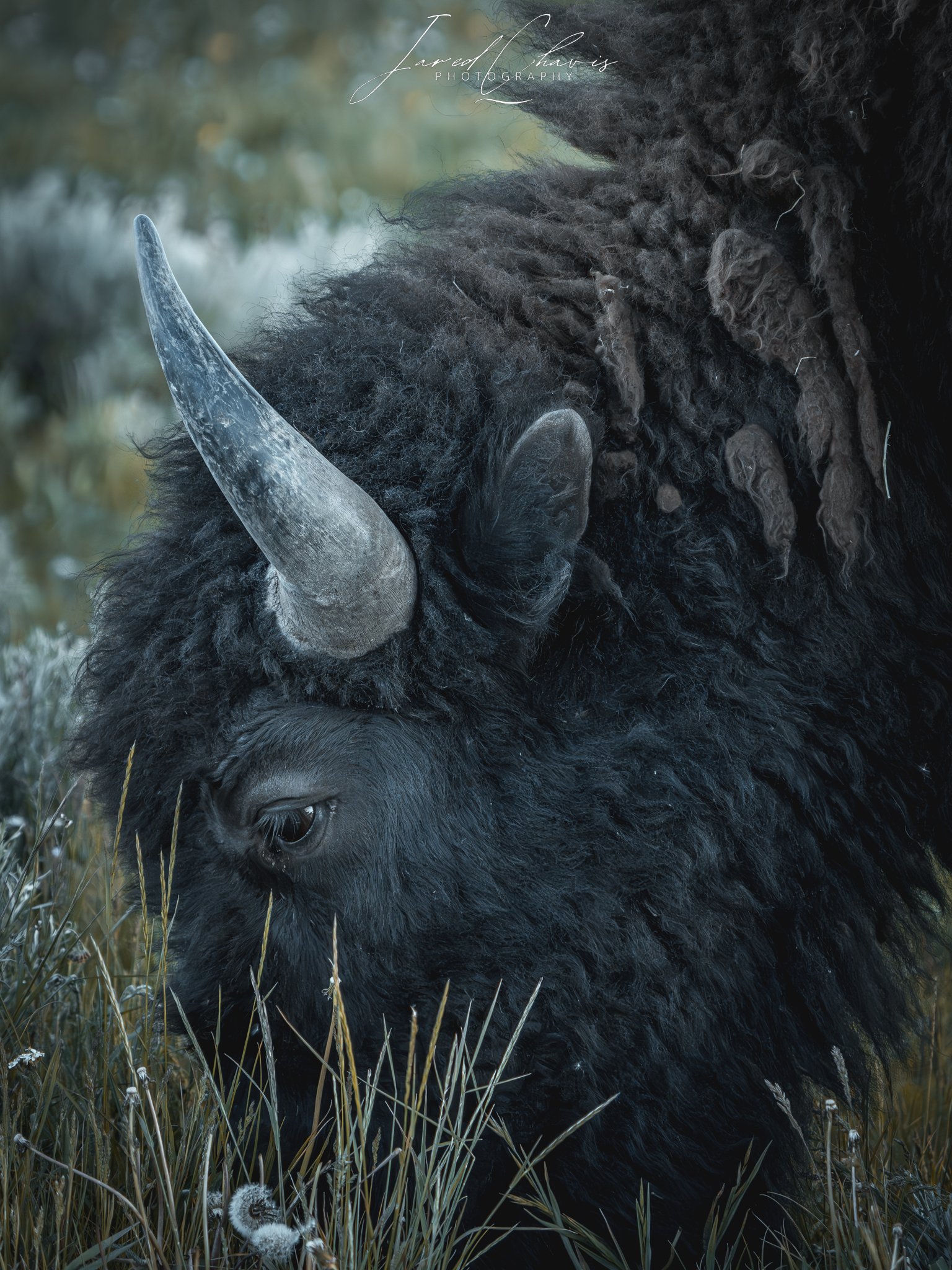 Bison Bull - Yellowstone