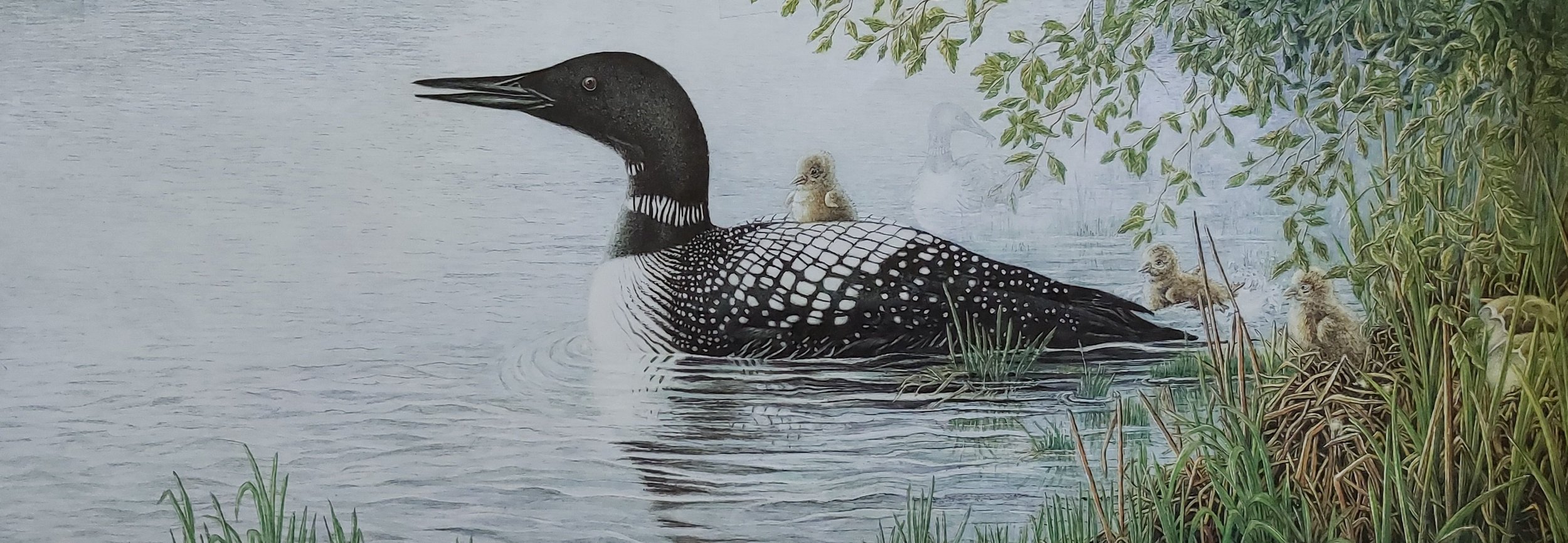 loon+larger+dpi.jpg