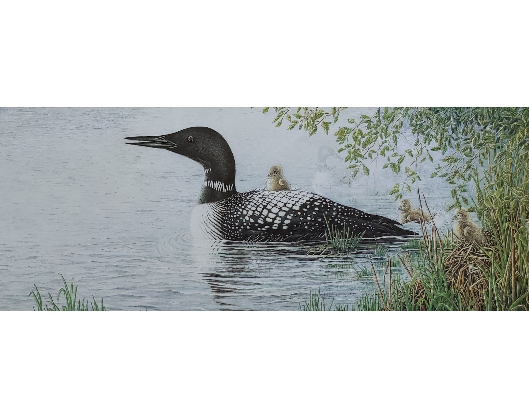 loon+larger+dpi+test.jpg